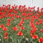 tulipesrouges