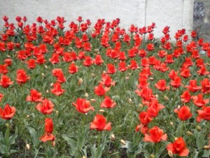tulipesrouges