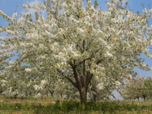 cerisier de pied