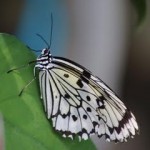 papillon blanc
