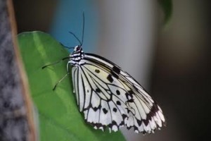 papillon blanc